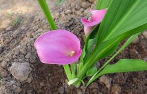 Growing calla lilies
