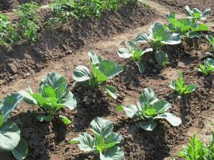 growing white cabbage