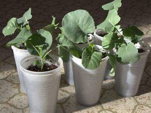 Growing cabbage seedlings