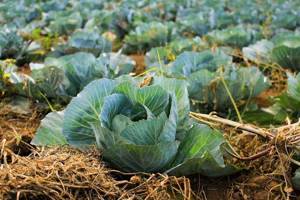 Growing cabbage in straw