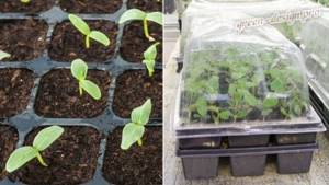 Growing lavatera seedlings
