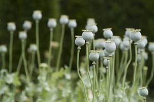 poppy cultivation