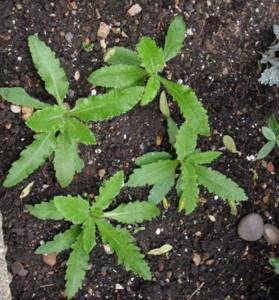 growing perennial poppy from seeds