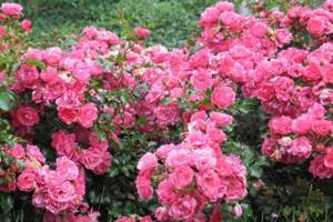 Growing park roses