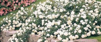 Выращивание почвопокровных роз: золотые правила для новичков