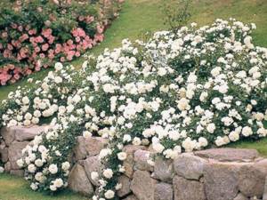 Growing ground cover roses: golden rules for beginners