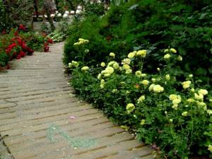 Growing ground cover roses: golden rules for beginners