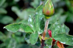 Выращивание почвопокровных роз: золотые правила для новичков