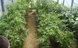Выращивание рассады помидоров в теплице (с видео)