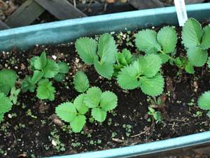 Growing strawberry seedlings at home