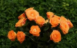 Growing spray roses: variety selection, planting, care
