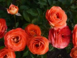 Growing spray roses: variety selection, planting, care
