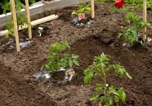 Planting tomato seedlings in a permanent place