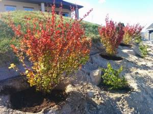 Planting barberry seedlings on the slope of a garden plot