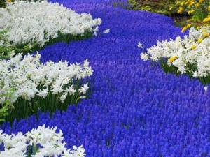 Planting low-growing perennial flowers yourself