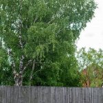 Tall birch tree near the house
