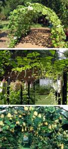 high arched vegetable gardens