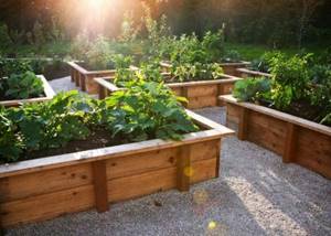 raised beds made of wood