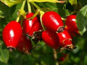 Tall upright rosehip variety Luch