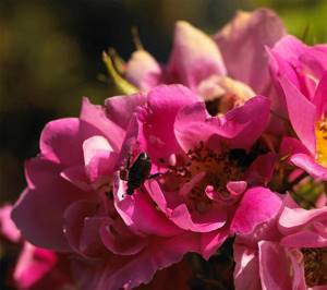 Японский жук - вредитель кустовой розы