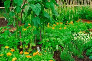 Bright flowers decorate vegetable beds and at the same time improve the composition of the soil