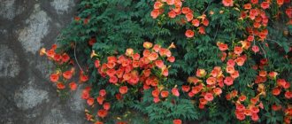 Яркие и красивые цветки растения campsis