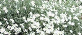 Ясколка войлочная - волшебные цветы