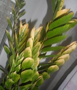 Замиокулькас: все виды и сорта цветка с фото и описанием