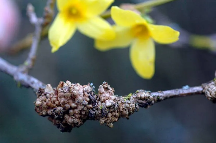 Infected forsythia branch
