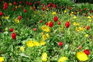 Yellow anemones against a background of red tulips.